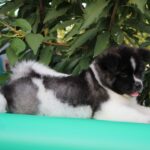 Chack-male-Akita-puppy-for-sale-6