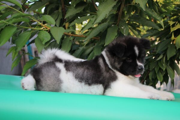 Chack American Akita Chack American Akita