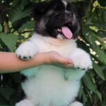 Chack-male-Akita-puppy-for-sale-7