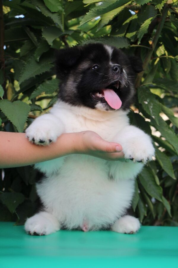 Chack American Akita Chack American Akita