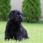 Cherry-female-labrador-retriver-puppy-for-sale-1 (1)