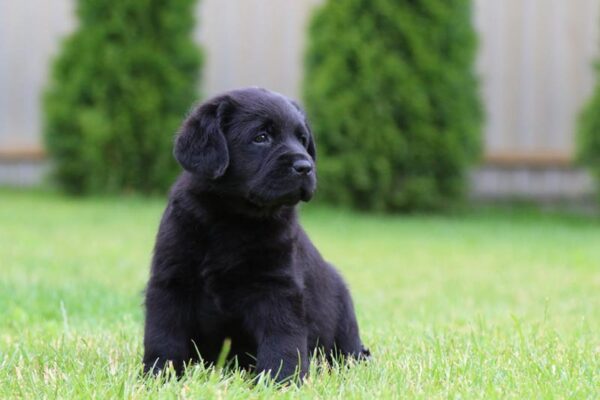 Cherry Labrador Retriever Cherry Labrador Retriever