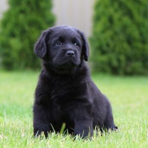 Cherry Labrador Retriever Cherry Labrador Retriever