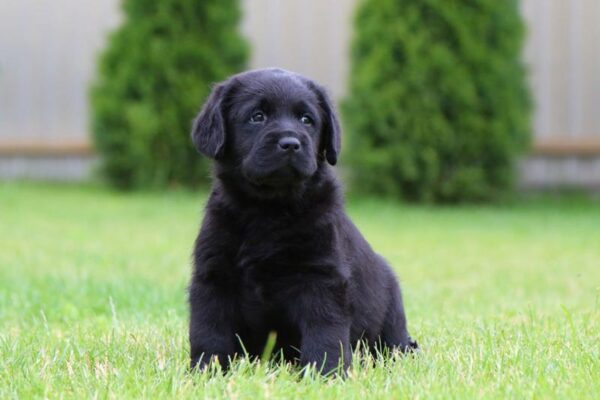 Cherry Labrador Retriever Cherry Labrador Retriever