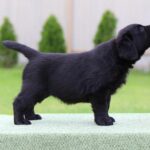 Cherry-female-labrador-retriver-puppy-for-sale-1 (3)