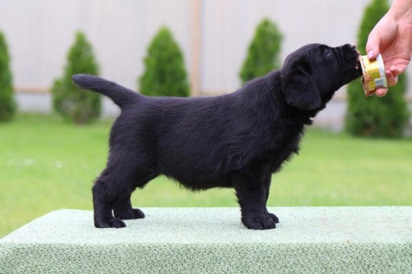 Cherry Labrador Retriever Cherry Labrador Retriever