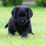 Cherry-female-labrador-retriver-puppy-for-sale-1 (4)