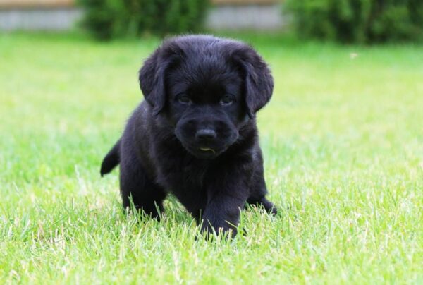 Cherry Labrador Retriever Cherry Labrador Retriever