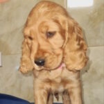 Christmas-male-english-cocker-spaniel-puppy-for-sale-1 (1)