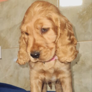 Christmas English Cocker Spaniel