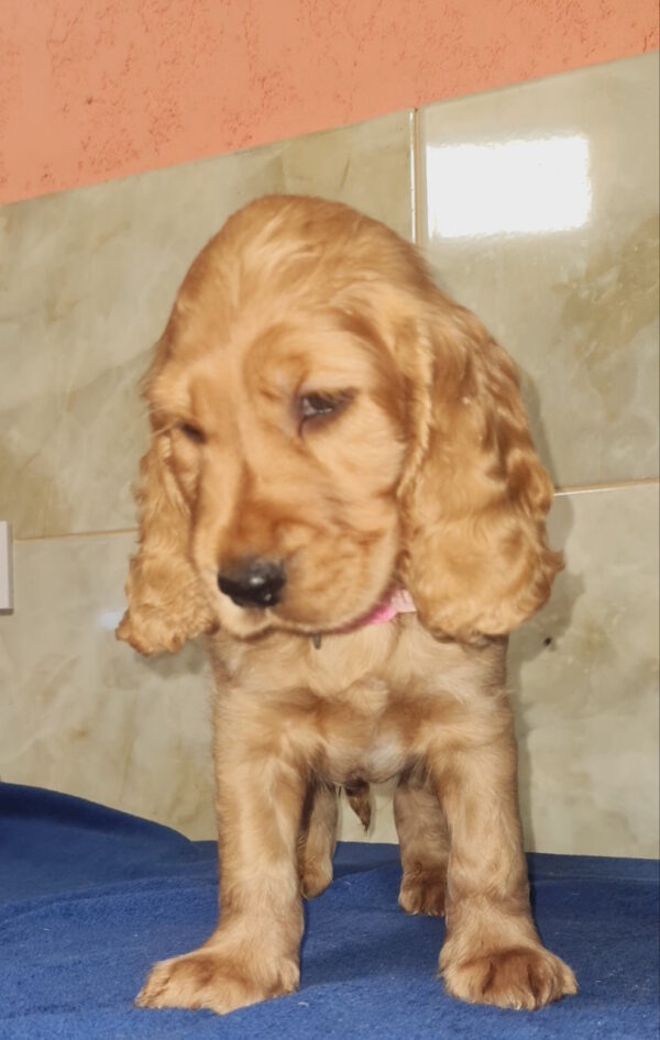 Christmas English Cocker Spaniel Christmas English Cocker Spaniel