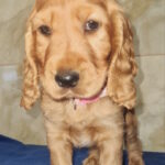 Caps English Cocker Spaniel