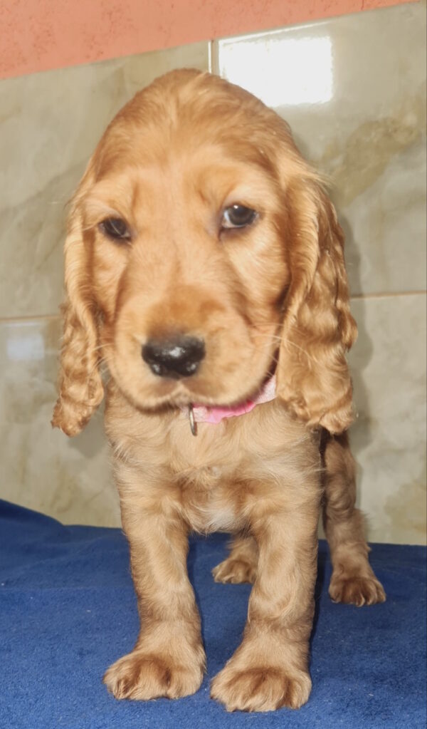 Christmas English Cocker Spaniel Christmas English Cocker Spaniel