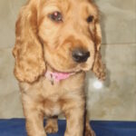 Christmas-male-english-cocker-spaniel-puppy-for-sale-1 (3)