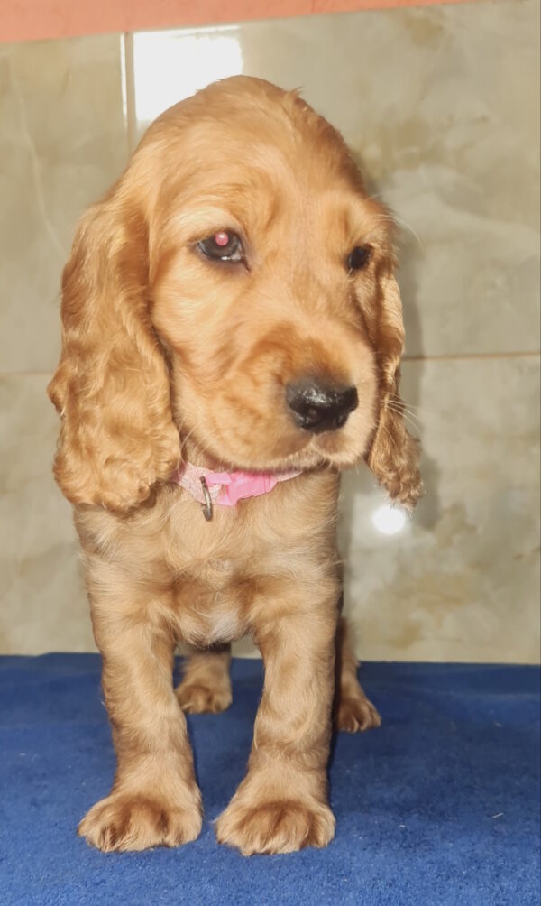 Christmas English Cocker Spaniel Christmas English Cocker Spaniel