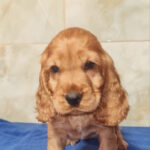 Sassy English Cocker Spaniel