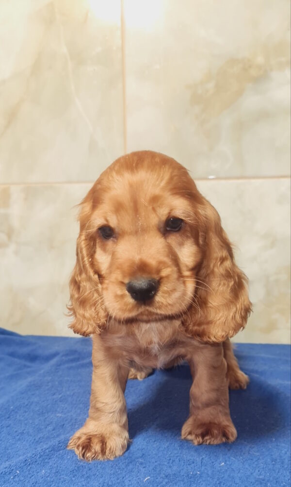 Cracker English Cocker Spaniel Cracker English Cocker Spaniel