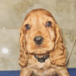 Cracker-male-english-cocker-spaniel-puppy-for-sale-1 (2)