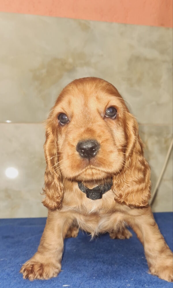 Cracker English Cocker Spaniel Cracker English Cocker Spaniel