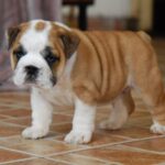 Delilah-female-English bulldog-puppy-for-sale-1 (1)