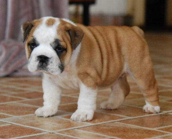 Delilah English Bulldog Delilah English Bulldog