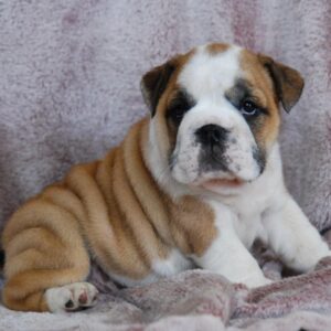 Delilah English Bulldog