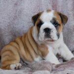 Delilah-female-English bulldog-puppy-for-sale-1 (3)
