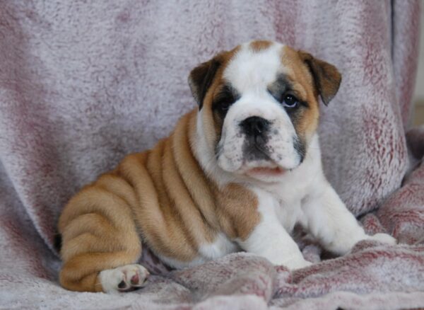 Delilah English Bulldog Delilah English Bulldog