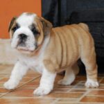 Delilah-female-English bulldog-puppy-for-sale-1 (4)