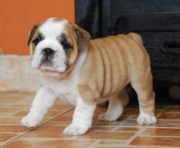 Delilah English Bulldog Delilah English Bulldog