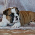 Delisa-female-English bulldog-puppy-for-sale-1 (1)