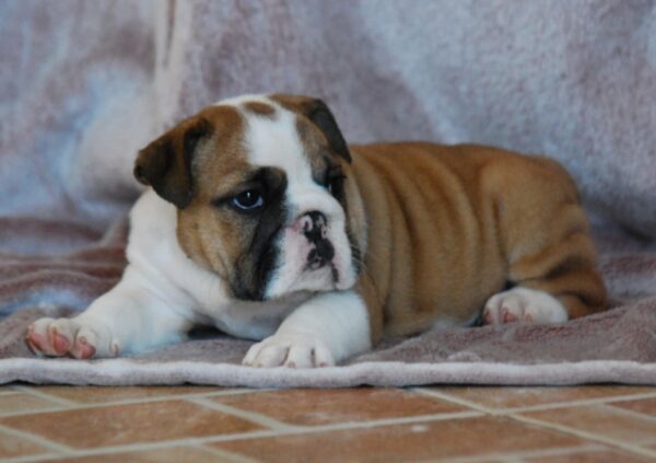 Delisa English Bulldog Delisa English Bulldog