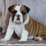 Delisa-female-English bulldog-puppy-for-sale-1 (2)