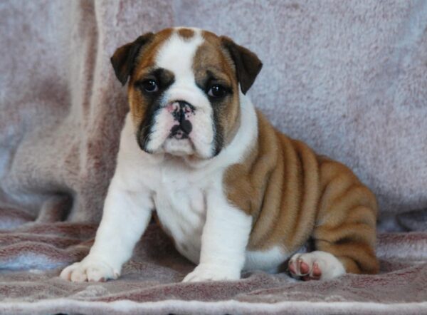 Delisa English Bulldog Delisa English Bulldog