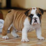 Delisa-female-English bulldog-puppy-for-sale-1 (3)
