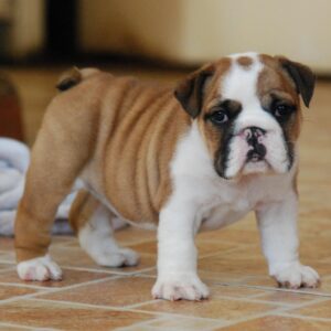 Delisa English Bulldog