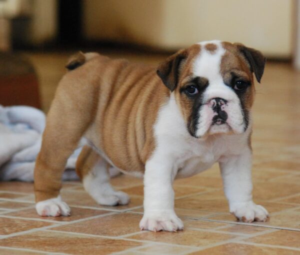 Delisa English Bulldog Delisa English Bulldog