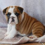 Delisa-female-English bulldog-puppy-for-sale-1 (4)