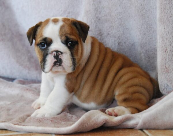 Delisa English Bulldog Delisa English Bulldog