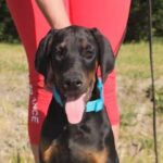 Dema-male-doberman-puppy-for-sale-1 (1)