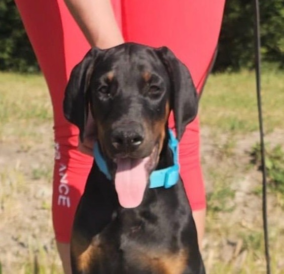 Dema Dobermann Dema Dobermann