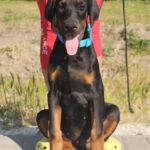 Dema-male-doberman-puppy-for-sale-1 (2)