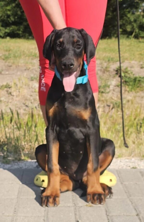 Dema Dobermann Dema Dobermann