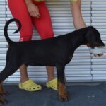 Dema-male-doberman-puppy-for-sale-1 (3)