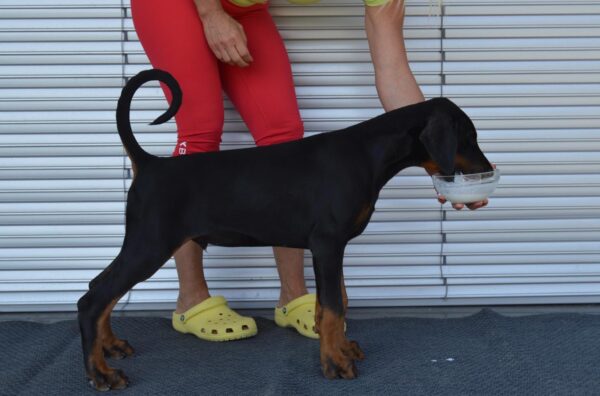 Dema Dobermann Dema Dobermann