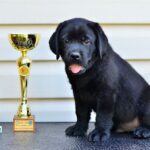 Deni-male-labrador-retriver-puppy-for-sale-1 (1)