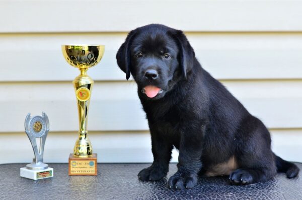 Deni Labrador Retriever Deni Labrador Retriever