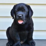 Deni-male-labrador-retriver-puppy-for-sale-1 (2)