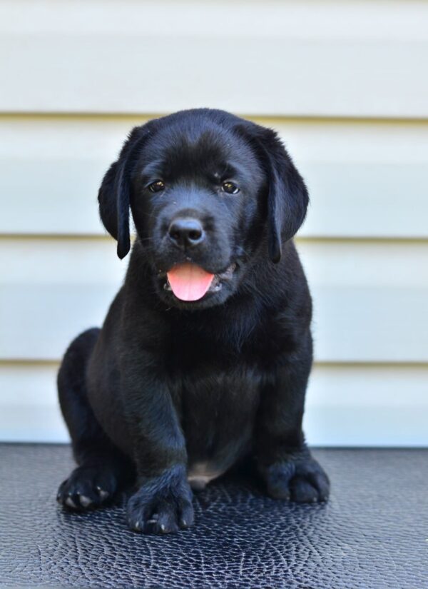 Deni Labrador Retriever Deni Labrador Retriever