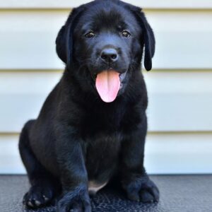 Deni Labrador Retriever